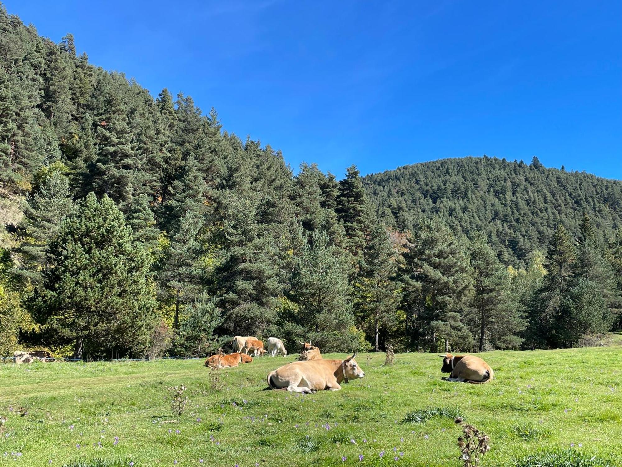 Apartamento Dalia La Molina  Esterno foto